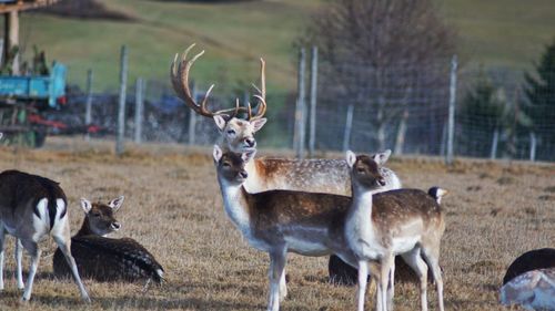 Deer standing on field