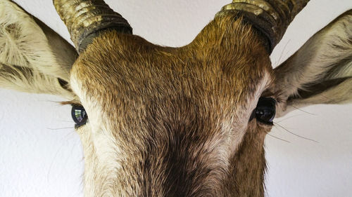 Detail of cow head