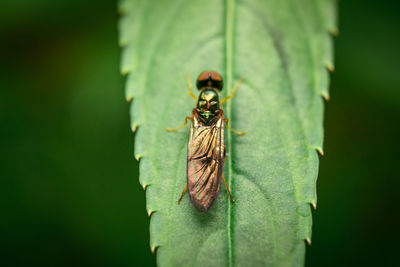 Close-up of insect on leaf