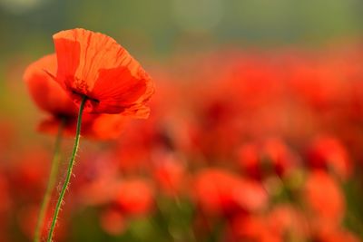 Close-up of red poppy