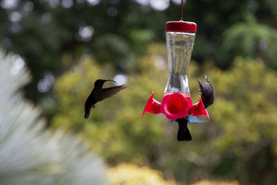 Close-up of red flowers and hummingbirds