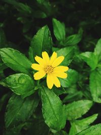 Close-up of yellow flower blooming outdoors