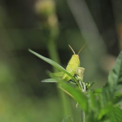 Close-up of insect on plant