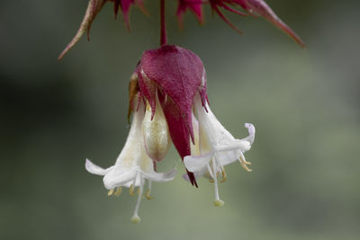 Colorsplash of flowers on a himalayan honeysuckle tree