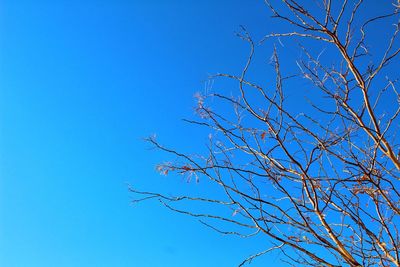 Low angle view of bare tree against blue sky