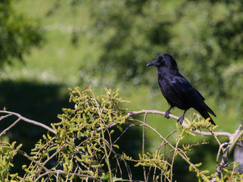 Bird perching on a branch