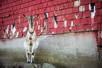 Goat on rock against patterned wall