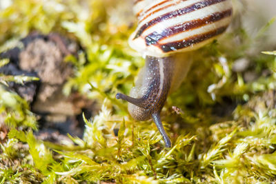 Close-up of snail on white surface