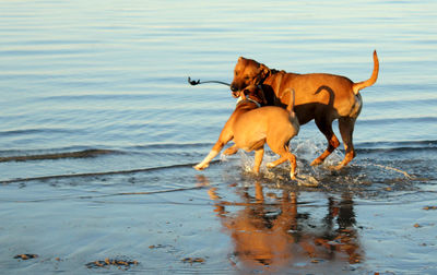 Dog running on beach