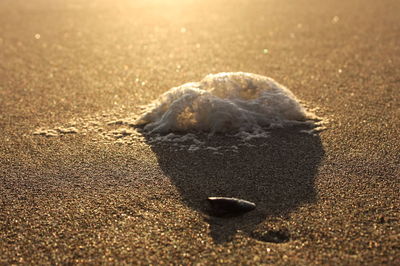 Close-up of shell on sand