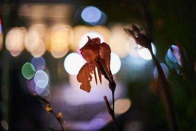 Close-up of red flowering plant