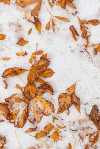 High angle view of leaves on snow covered land