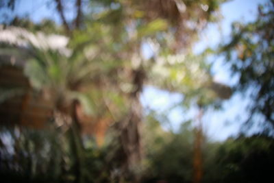 Close-up of plants against blurred background