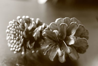 Close-up of flowers