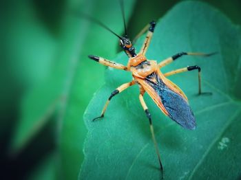 Close-up of insect on leaf