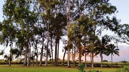 Trees growing on field