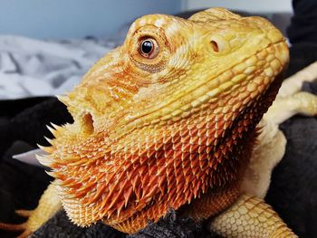 Close-up of a lizard