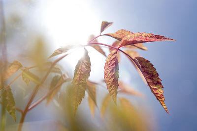 Close-up of flowering plant against sky