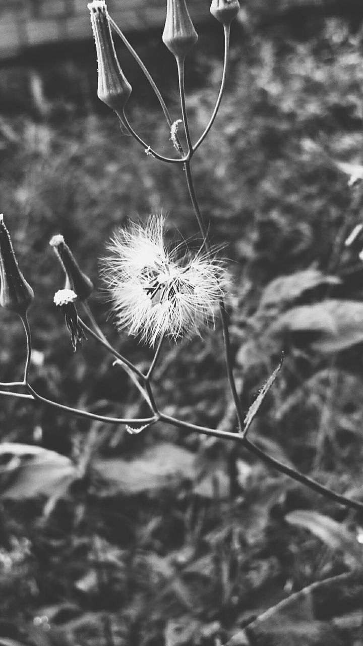 flower, fragility, focus on foreground, close-up, plant, growth, stem, freshness, nature, beauty in nature, flower head, petal, day, outdoors, single flower, no people, dry, selective focus, sunlight, field