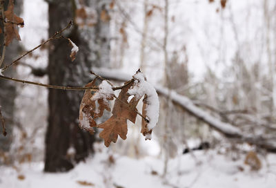 Close-up of dry leaves on snow covered land