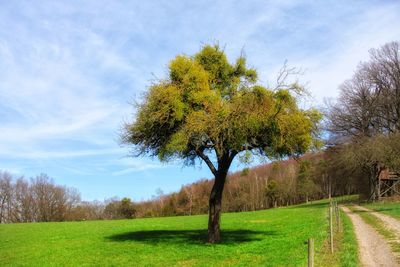 Tree on field against sky