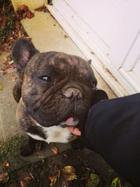 Close-up of dog on hand