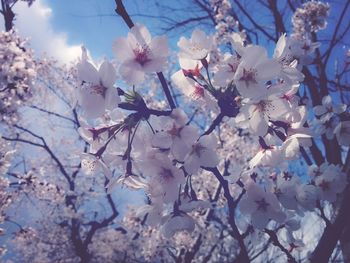 Low angle view of cherry blossoms