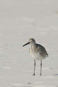 Close-up of bird on beach