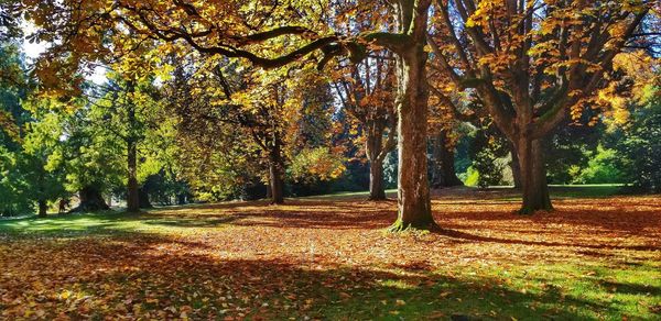 Trees in forest during autumn