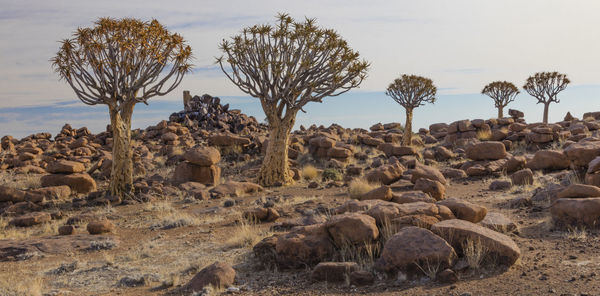 Quiver trees near keetmanshoop, a town in southern namibia