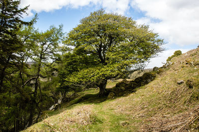 Trees on landscape against cloudy sky