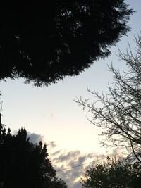 Low angle view of silhouette trees against sky