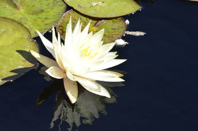 Close-up of lotus water lily in pond