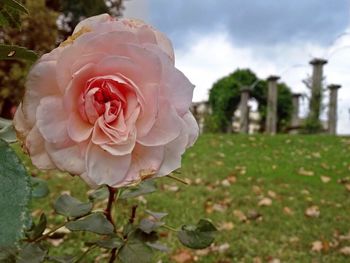 Close-up of pink rose blooming outdoors