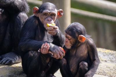 Portrait of monkey with infant eating food