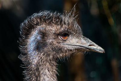 Close-up of emu