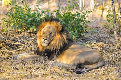 Portrait of lion resting at kruger national park