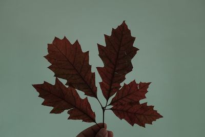 Close-up of maple leaf against sky