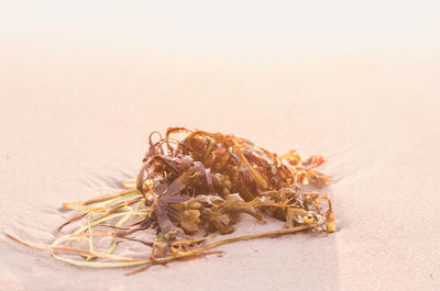 Close-up of dead seeweed plant on sand at beach during sunrise