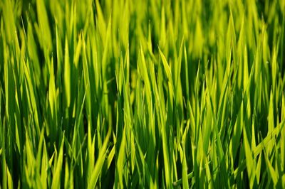 Full frame shot of wheat field