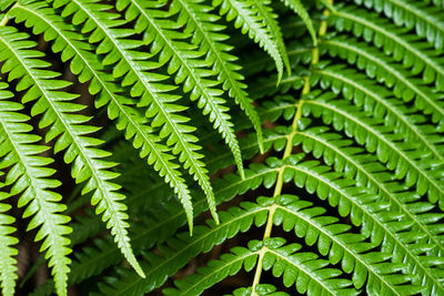 Close-up of fern