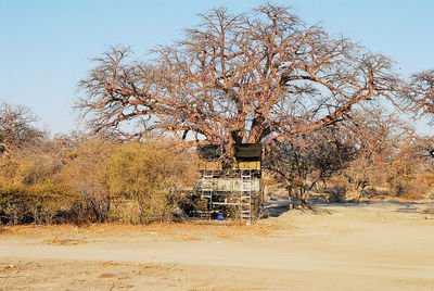 Bare tree against clear sky