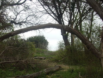 Low angle view of trees against sky