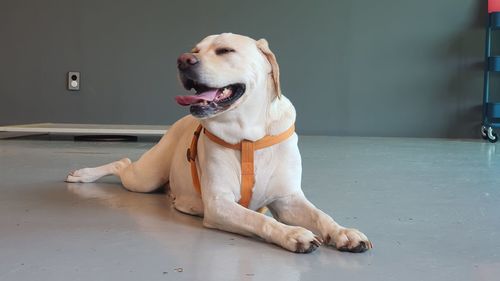 Close-up of dog looking away while sitting on floor at home