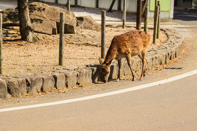 Deer standing on road