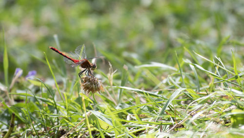 Close-up of insect on flower