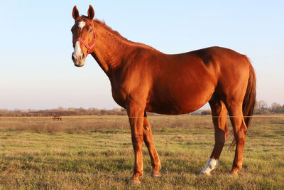 Horse standing on field against sky