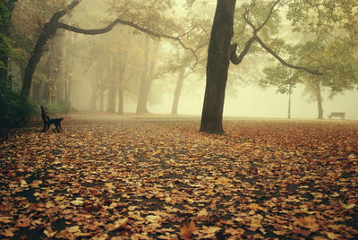 Fallen trees on landscape during autumn