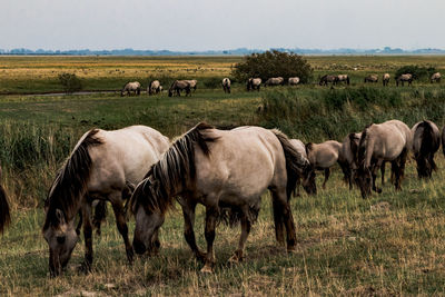 Horses grazing in a field