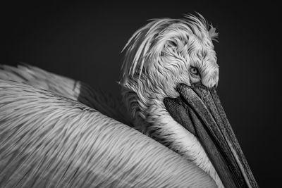 Close-up of pelican